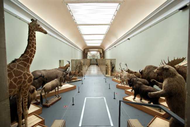 Naturéum - département de zoologie