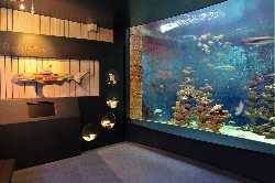 Aquarium-Museum of Liège