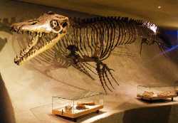 Natural History Museum Maastricht