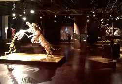 Natural History Museum Aarhus