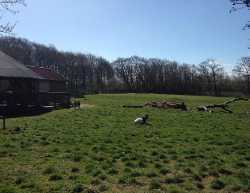 Minidyrehaven Ribelund