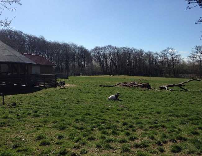 Minidyrehaven Ribelund