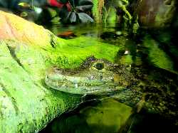 Latgale Zoo