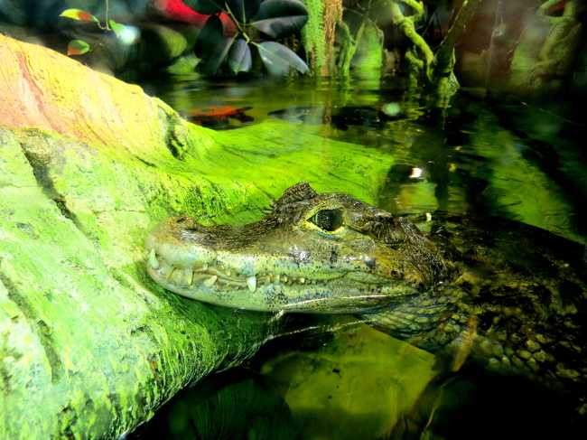 Latgale Zoo