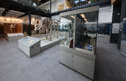 Cole Museum of Zoology