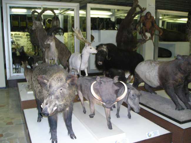 Kaunas Tadas Ivanauskas Museum of Zoology