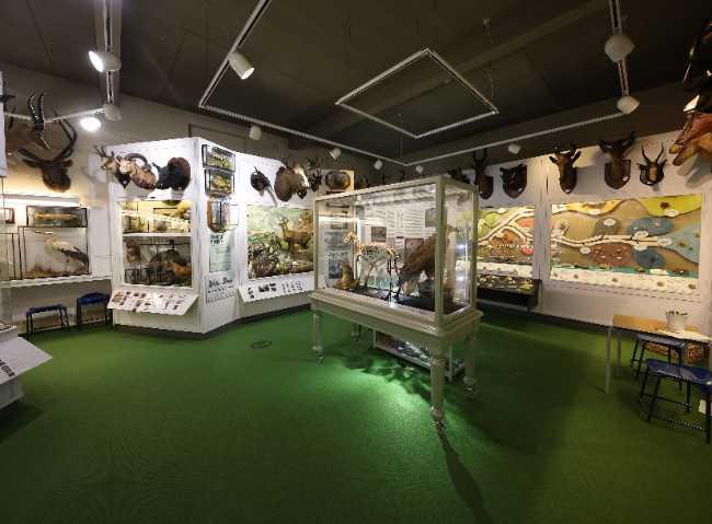 Kendal Museum