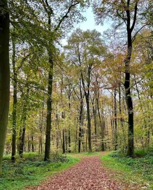 Eilenriede City Forest