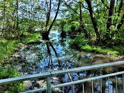 Graureiherwald Krebsförden