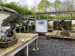 Bonsai-Museum Düsseldorf
