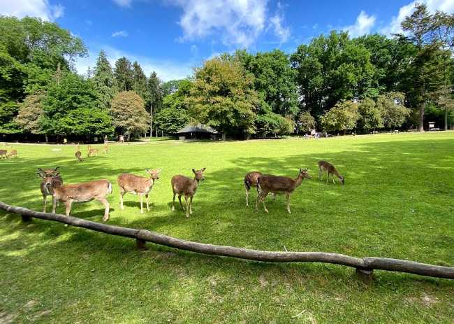 Wildpark Grafenberger Wald