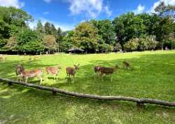 Wildpark Grafenberger Wald