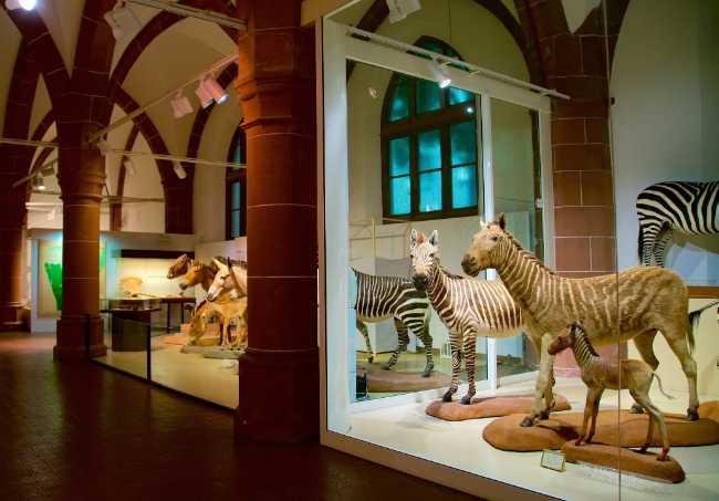Naturhistorisches Museum Mainz