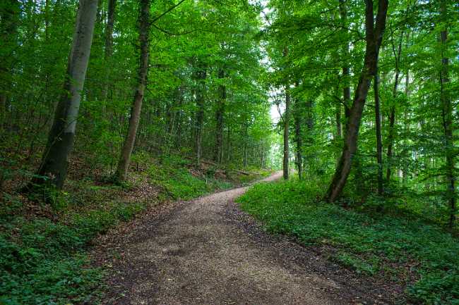 Wald am Rodenhof