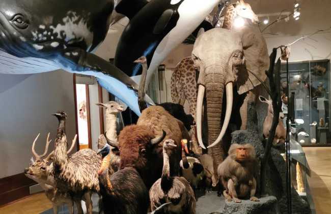 Museum für Naturkunde Magdeburg