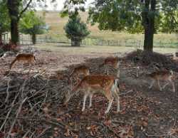 Damwildgehege im Elbauenpark