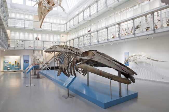 Zoological Museum of Kiel University