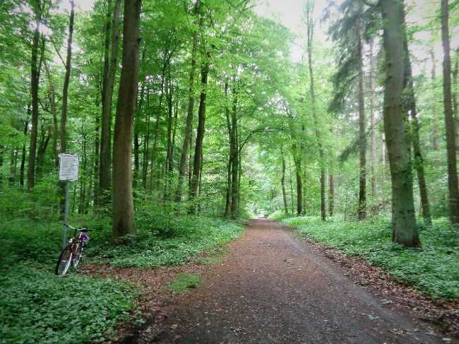 Projensdorfer Gehölz