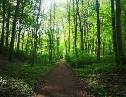 Düsternbrooker Gehölz