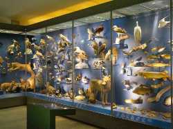 Naturkundemuseum