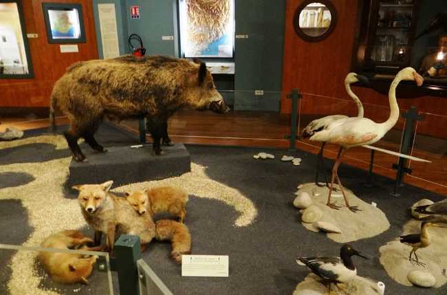Muséum d’Histoire Naturelle de Nice