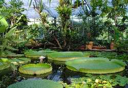 Botanischer Garten Dresden