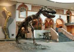 Naturmuseum Senckenberg