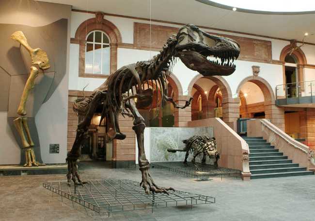 Naturmuseum Senckenberg