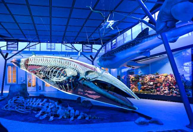 State Museum of Natural History Stuttgart