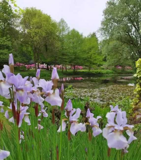 Rhododendron-Park Bremen