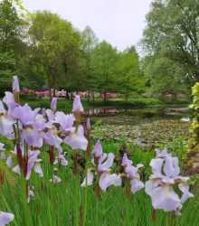 Rhododendron-Park Bremen