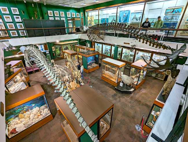 University of Aberdeen Zoology Museum