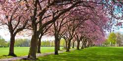 The Meadows