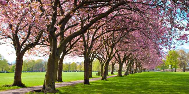 The Meadows