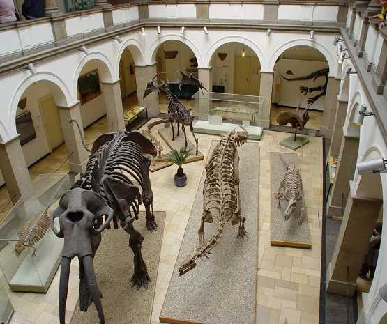 Paläontologisches Museum München