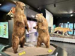 Museum of Nature - Zoology