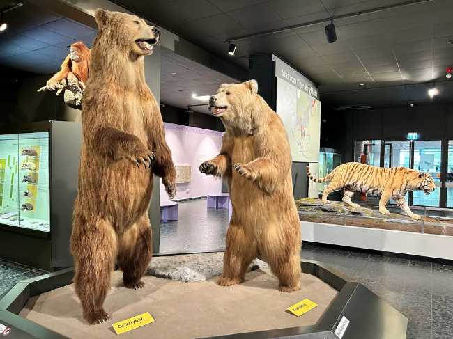 Museum of Nature - Zoology