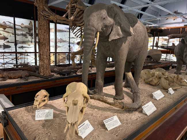 Natural History Museum at Tring