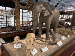 Natural History Museum at Tring