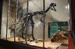 Dinosaur Isle