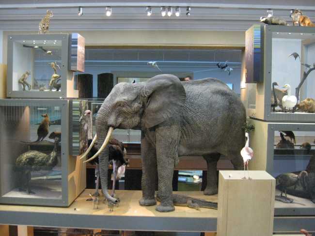 Great North Museum